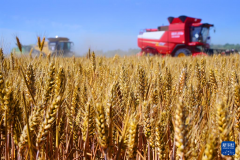 经济大省挑大梁 “齐鲁粮仓”的“稳”取“进”